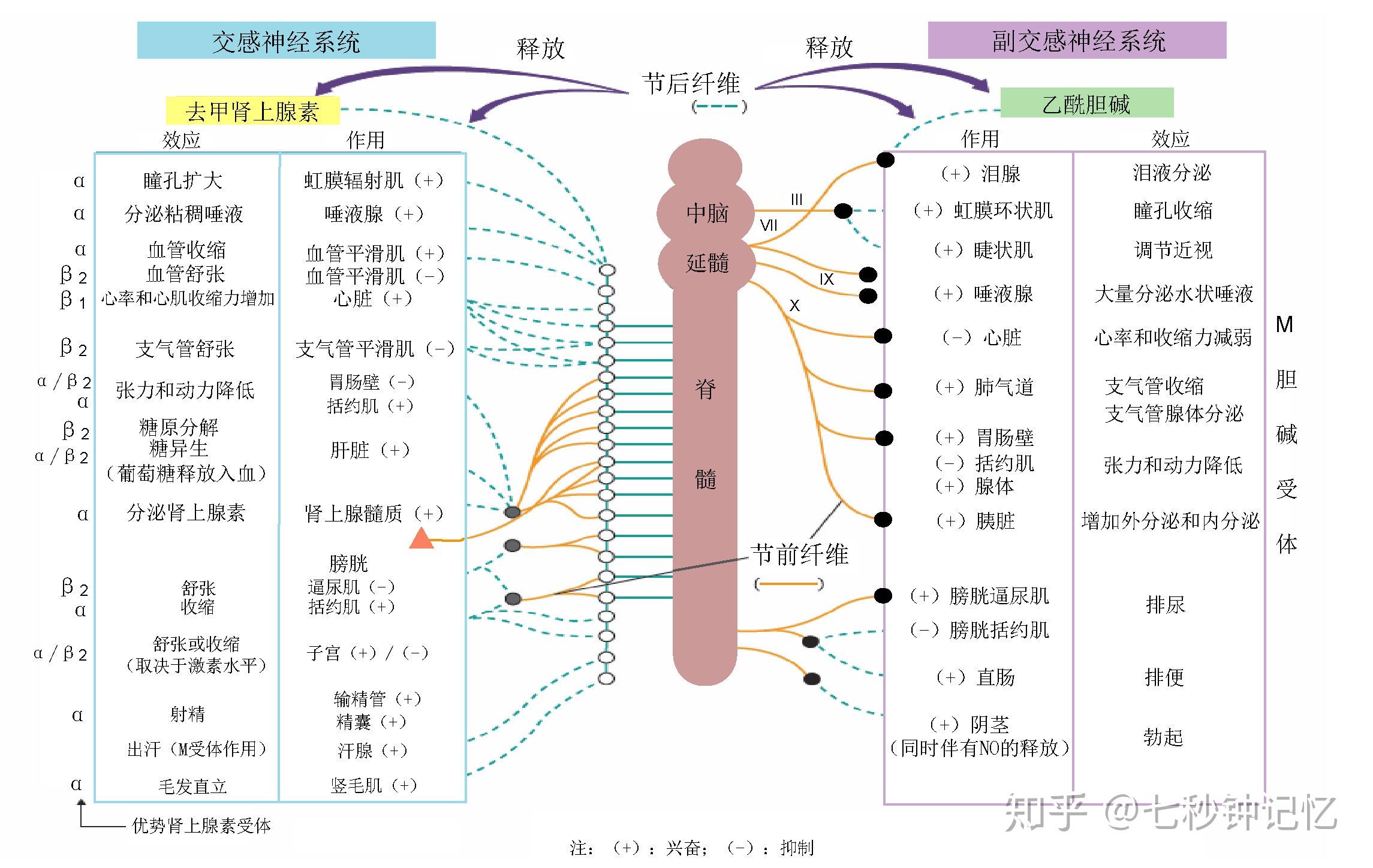 来分享一下你们都是怎么学习神经系统及其受体的? 