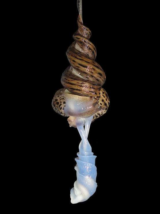 动物篇6软体动物门上