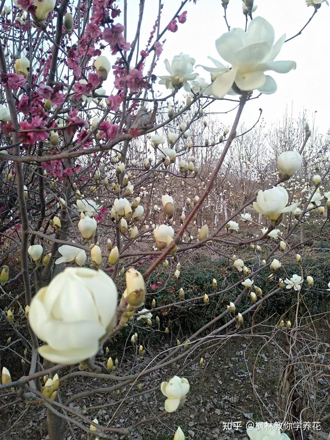 白玉兰移植成活率太低,是因为你不懂以下3点 - 知乎