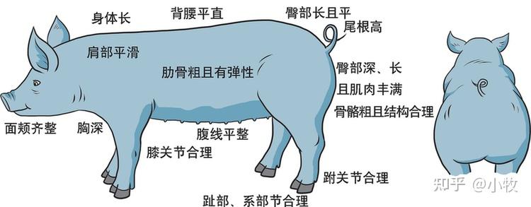 后备母猪有什么挑选技巧？ - 知乎