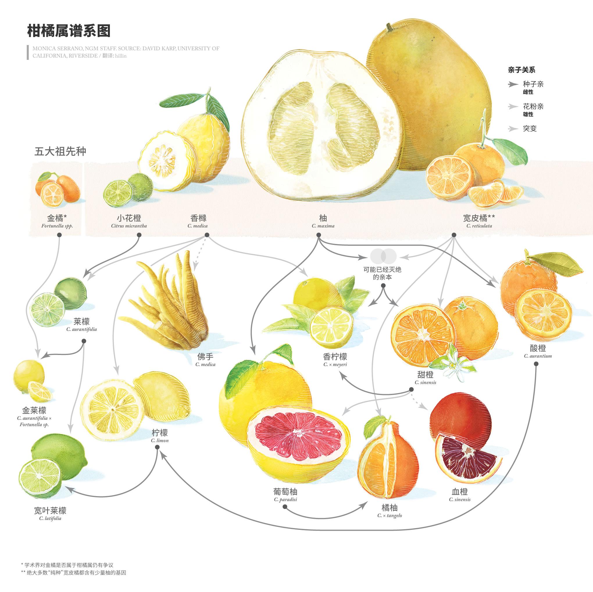 柠檬,橙和柑到底是什么关系? 