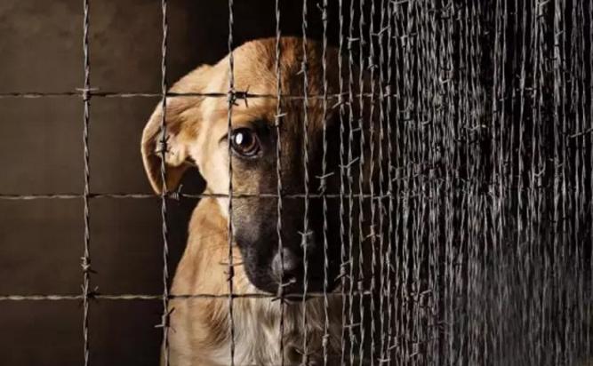 让你一事无成的魔鬼习得性无助