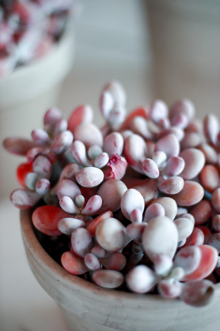 如何选择室内花草