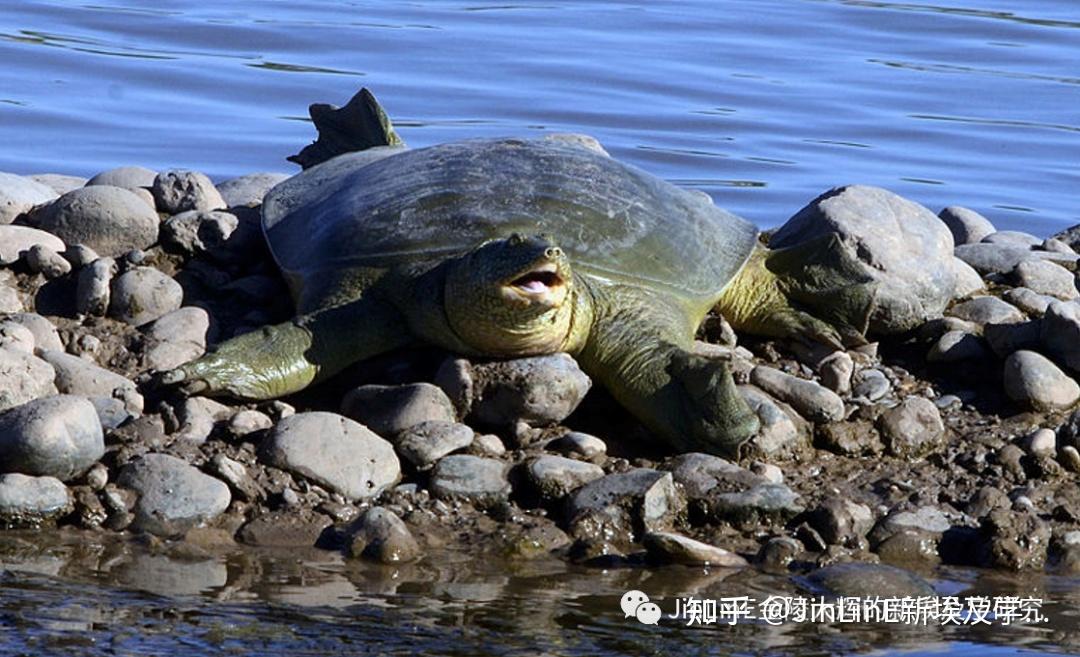 euphrates softshell turtle幼发拉底鳖学名:rafetus euphraticus体长