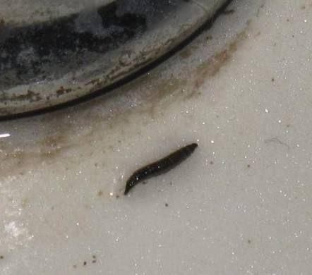 用学校洗衣机洗出来的衣服里有一种黑线虫,这是什么虫子?