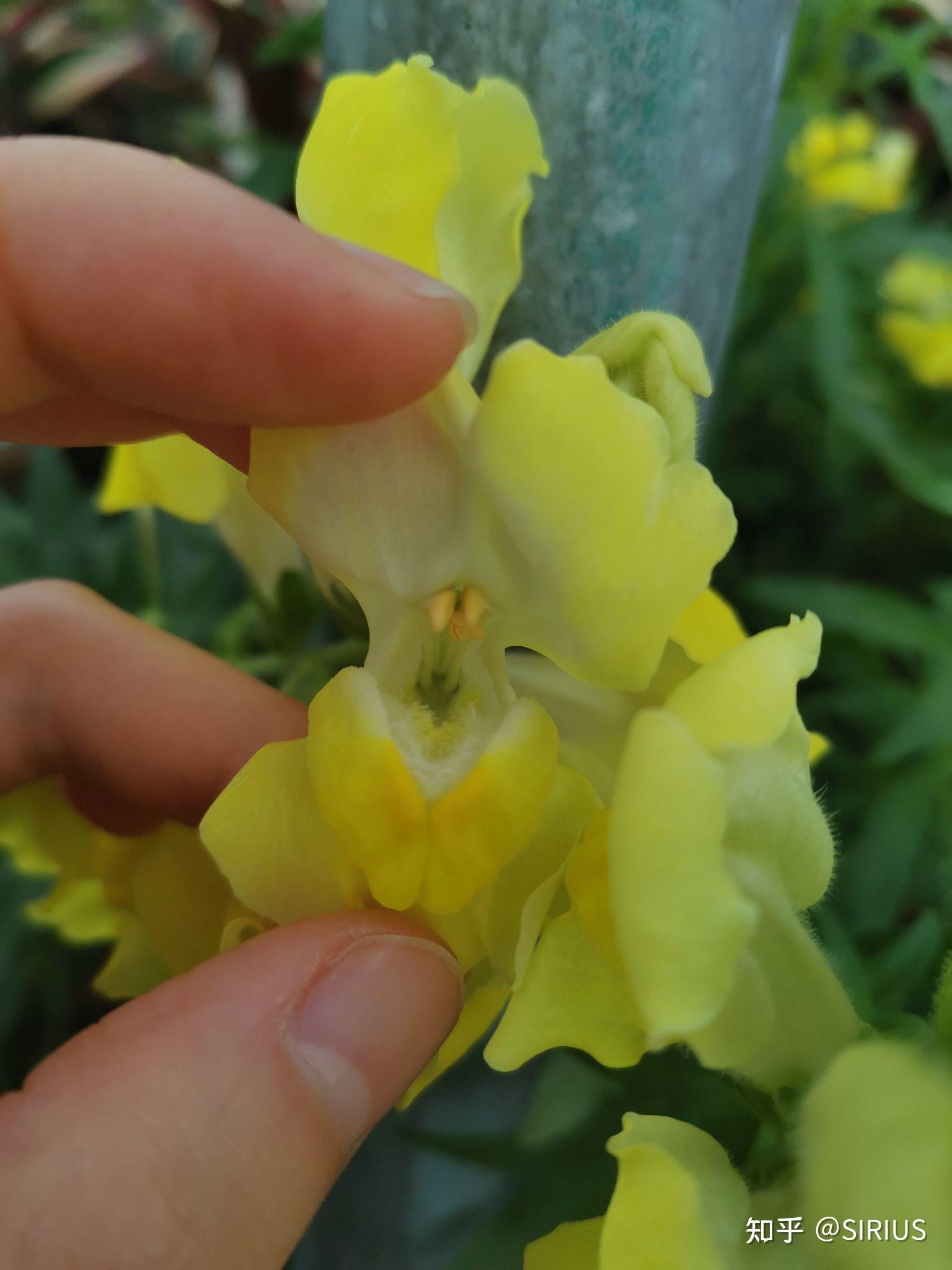 总状花序顶生,密被腺毛11. 金鱼草(学名:antirrhinum majus l.