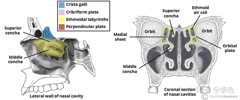固有鼻腔外側壁的解剖nasalfossaproper