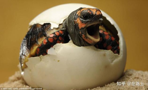 动物的繁殖方式卵生卵胎生胎生是如何演化的