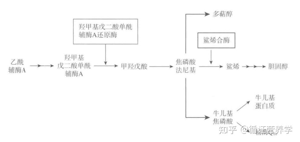 功能营养篇-辅酶Q(泛醌/二氢泛醌) - 知乎