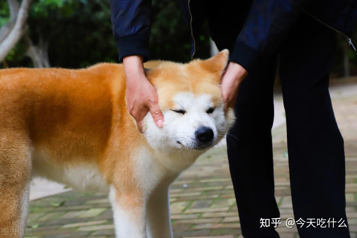 秋田犬