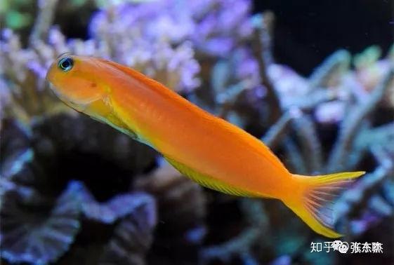 他们主要吃浮游动物,他的商品名叫"金蛟剪"