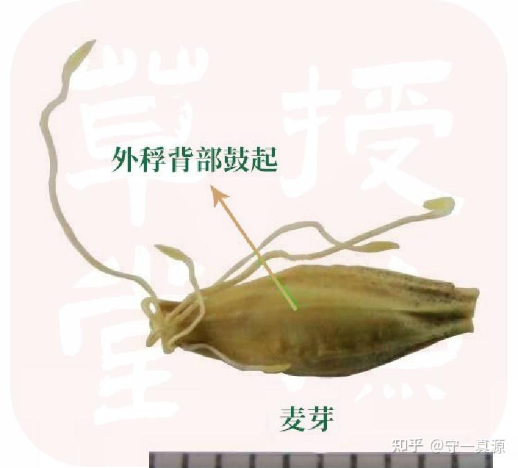 授渔草堂 | 麦芽的鉴别 - 知乎