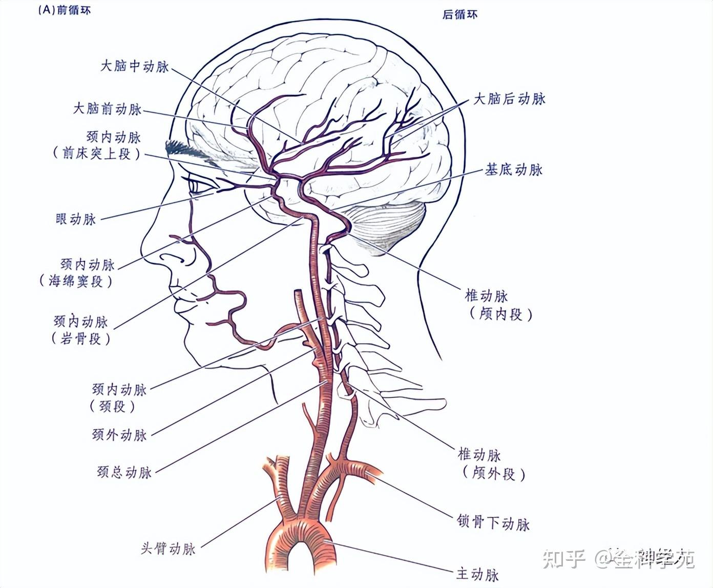 脑动脉血管分布图图片