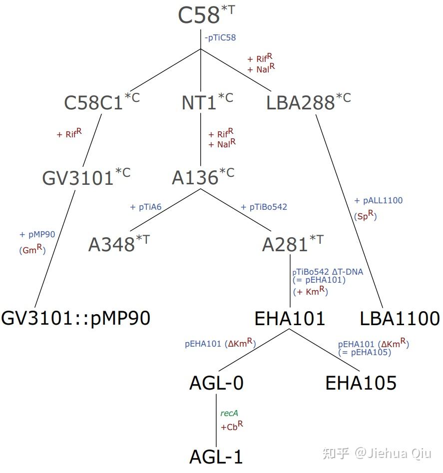 农杆菌菌株种类 - 知乎