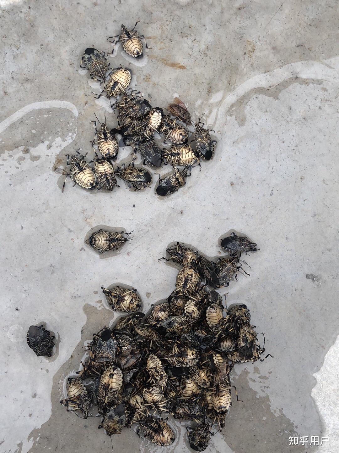 臭大姐真的能吃么? - 知乎