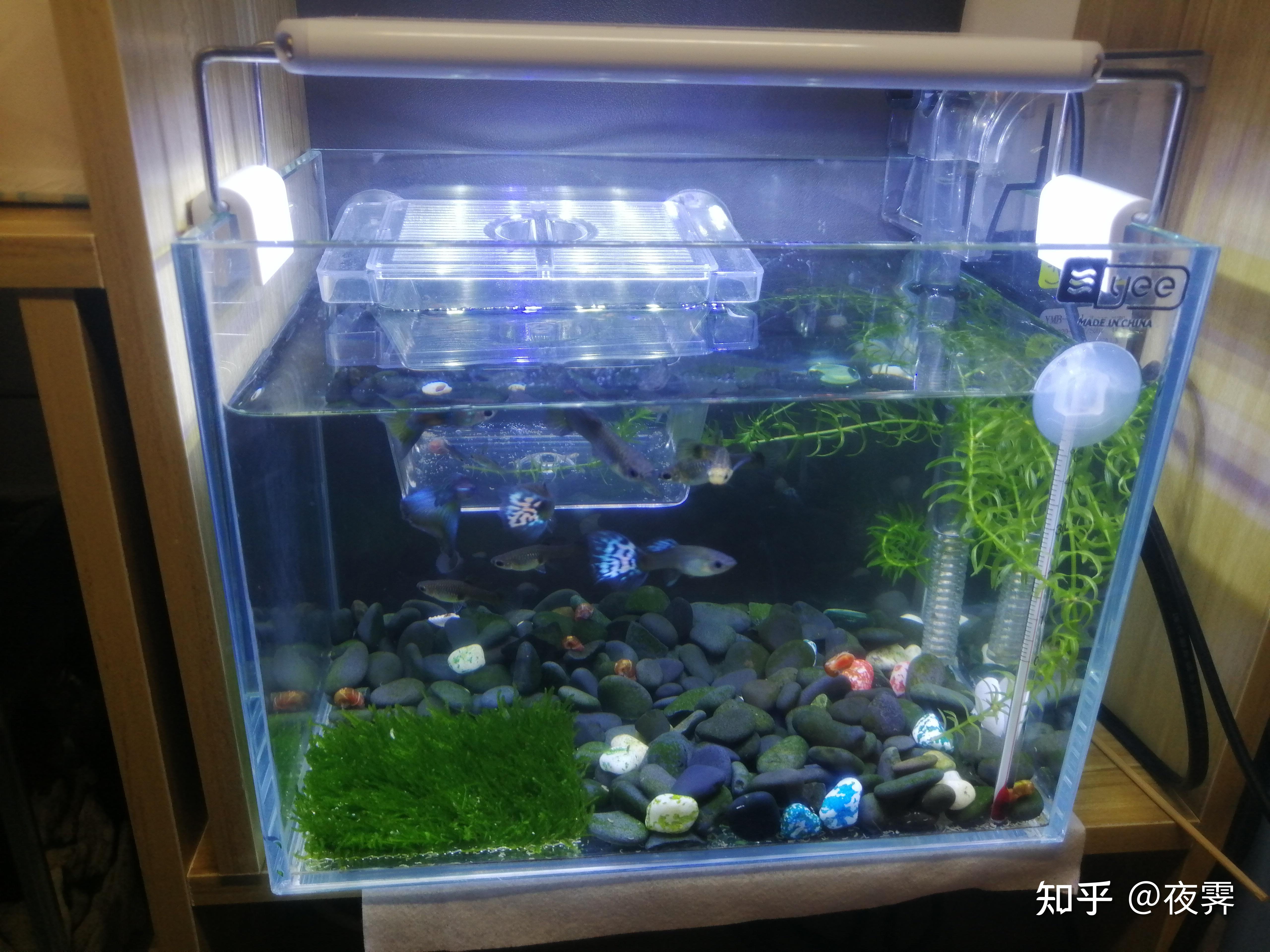 為什麼和玻璃貓魚養在一起的其他品種活不過一晚上