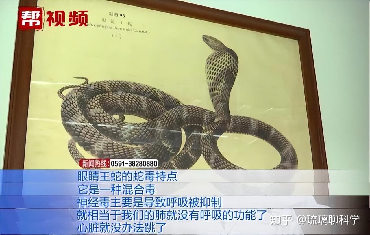 眼镜王蛇闯进80多岁奶奶家中毒性强烈究竟应该如何正确驱蛇