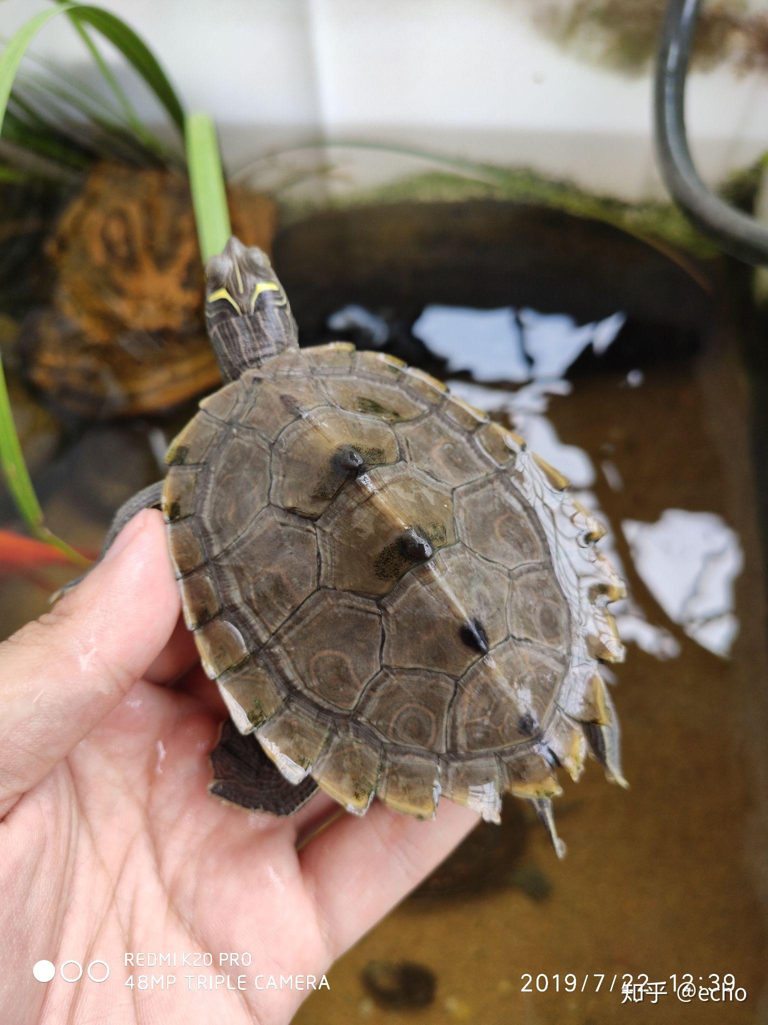 地图龟龟背长绿毛有事嘛