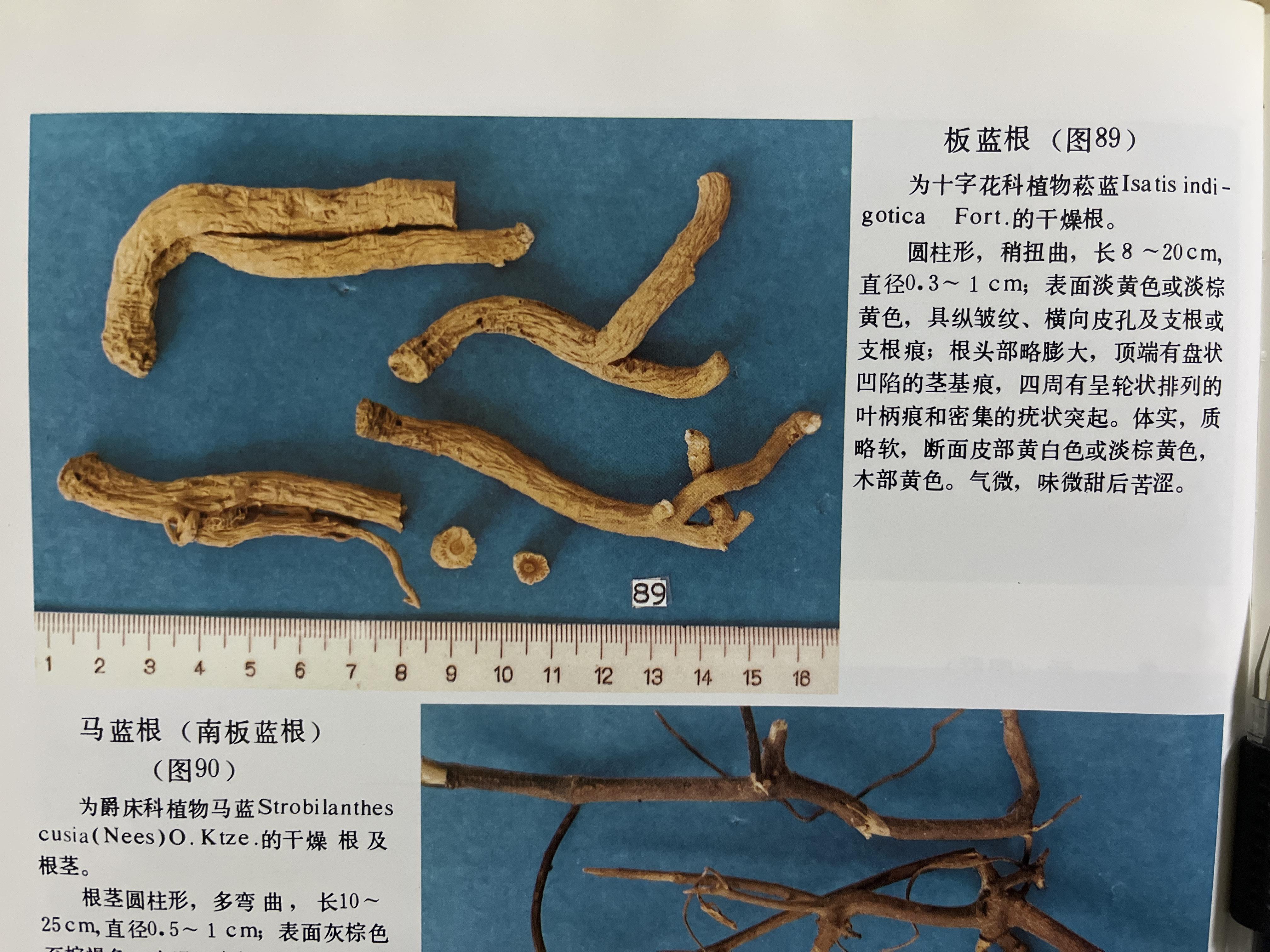 如何区分南北板蓝根,各有什么功效? - 知乎