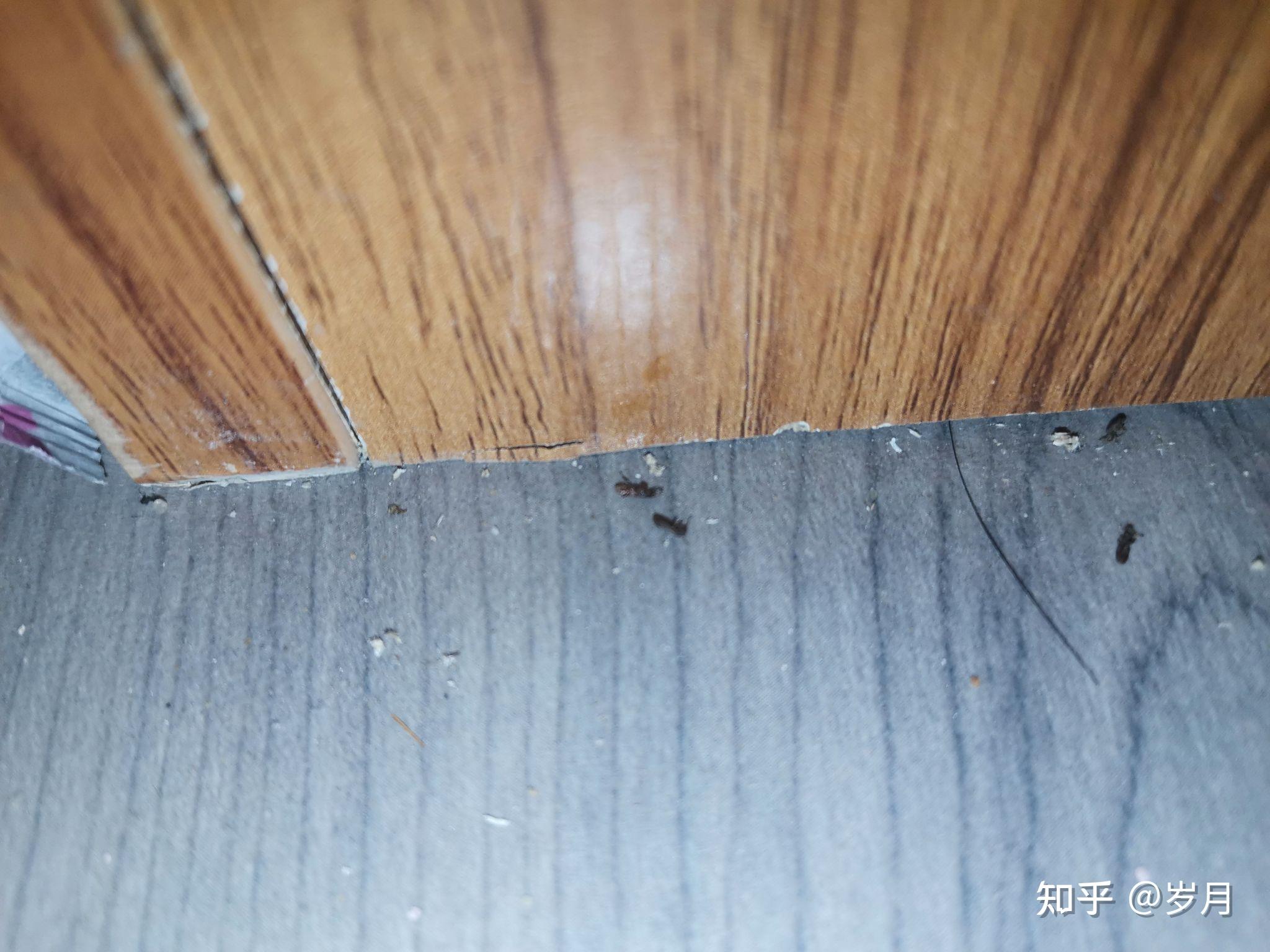 木板里面的虫子图片图片