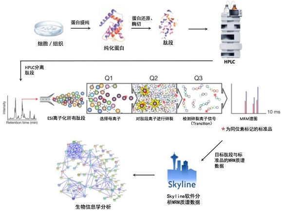 质谱多反应监测（Multiple Reaction Monitoring, MRM）蛋白鉴定技术简述 - 知乎