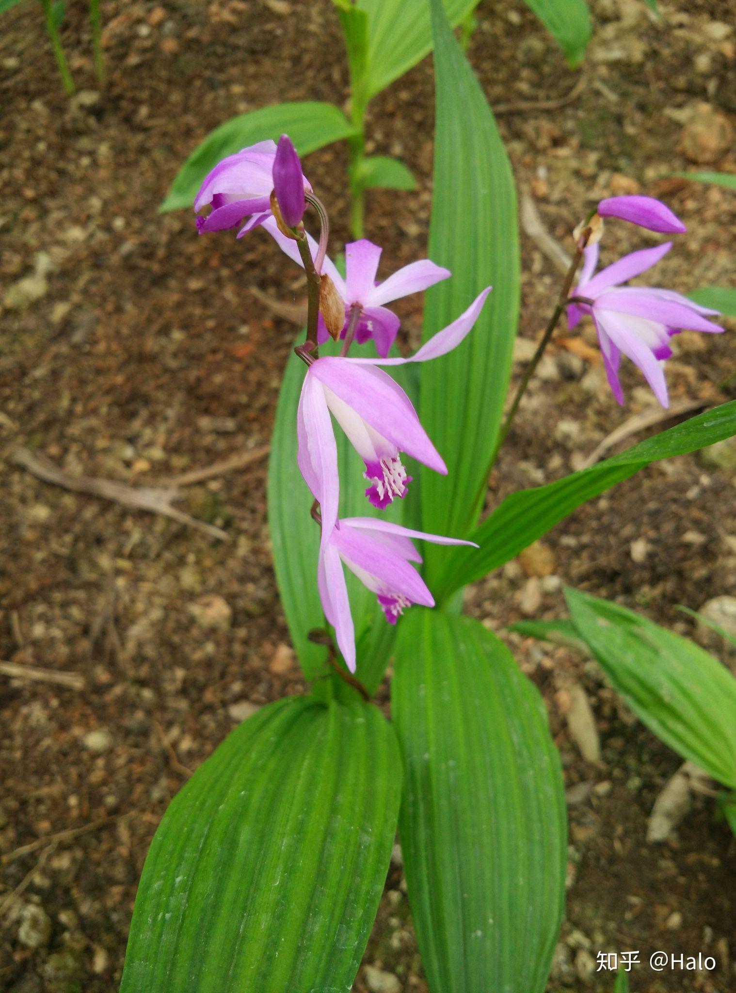 有哪些好看的中药? - 知乎