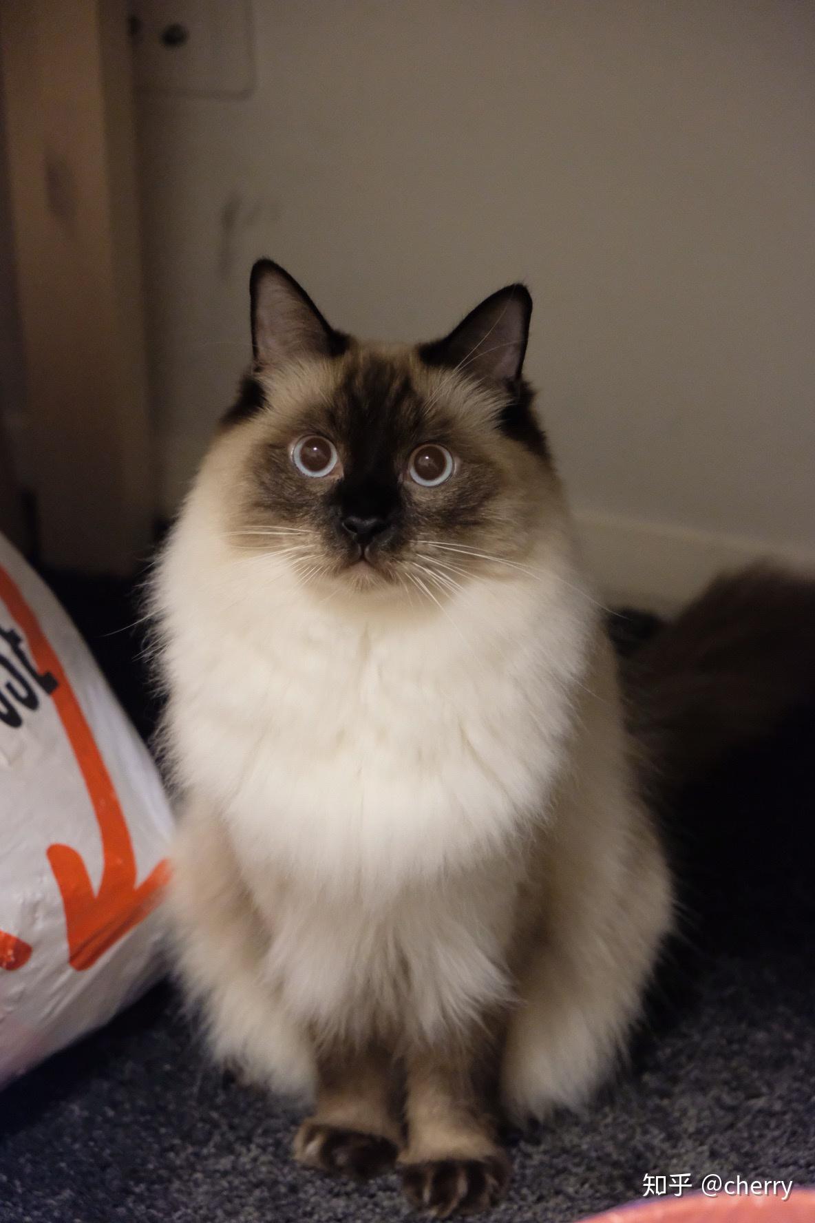 重点色布偶 (挖煤工,黑脸)到底有多可爱? - 知乎