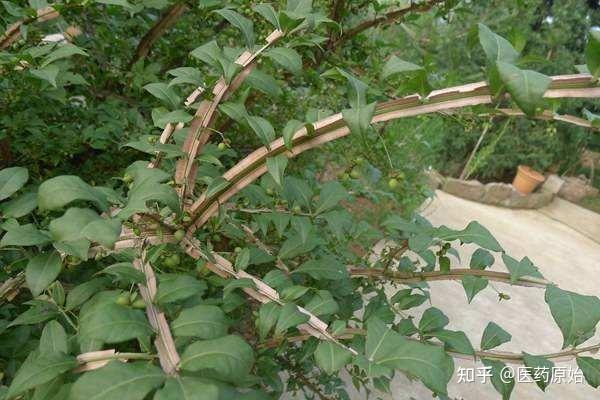 带你识别鬼箭羽 - 知乎