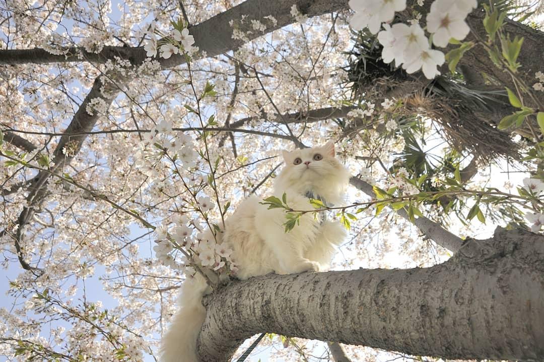 吸猫大会布履阑珊猫kyoske