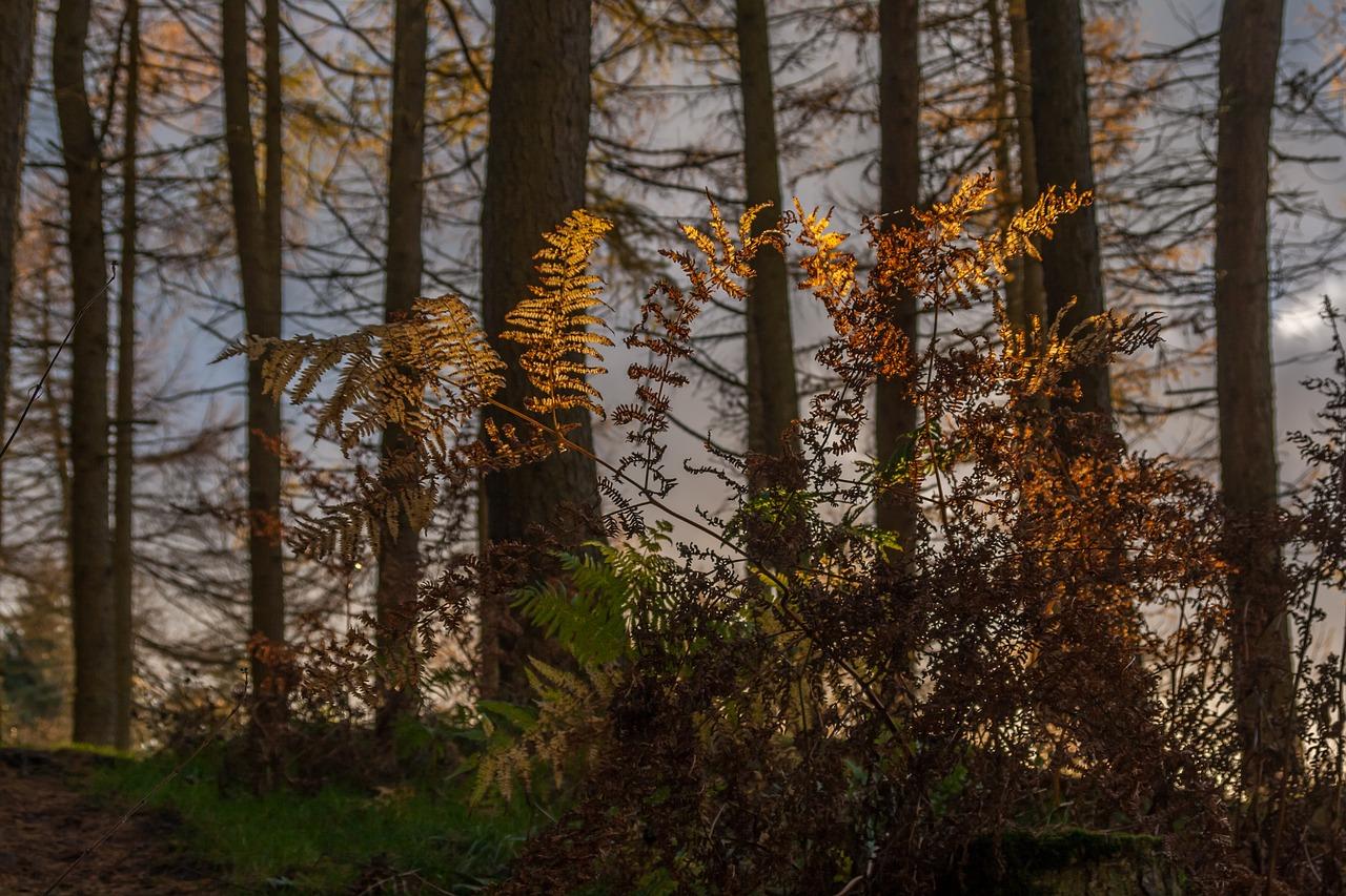 5. 婆婆丁采收时机