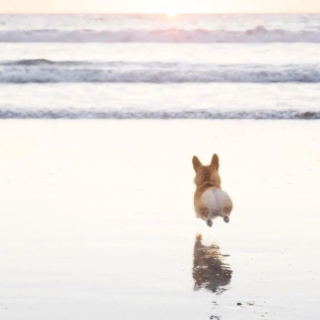 如果评选最可爱背影我一定要投柯基一票