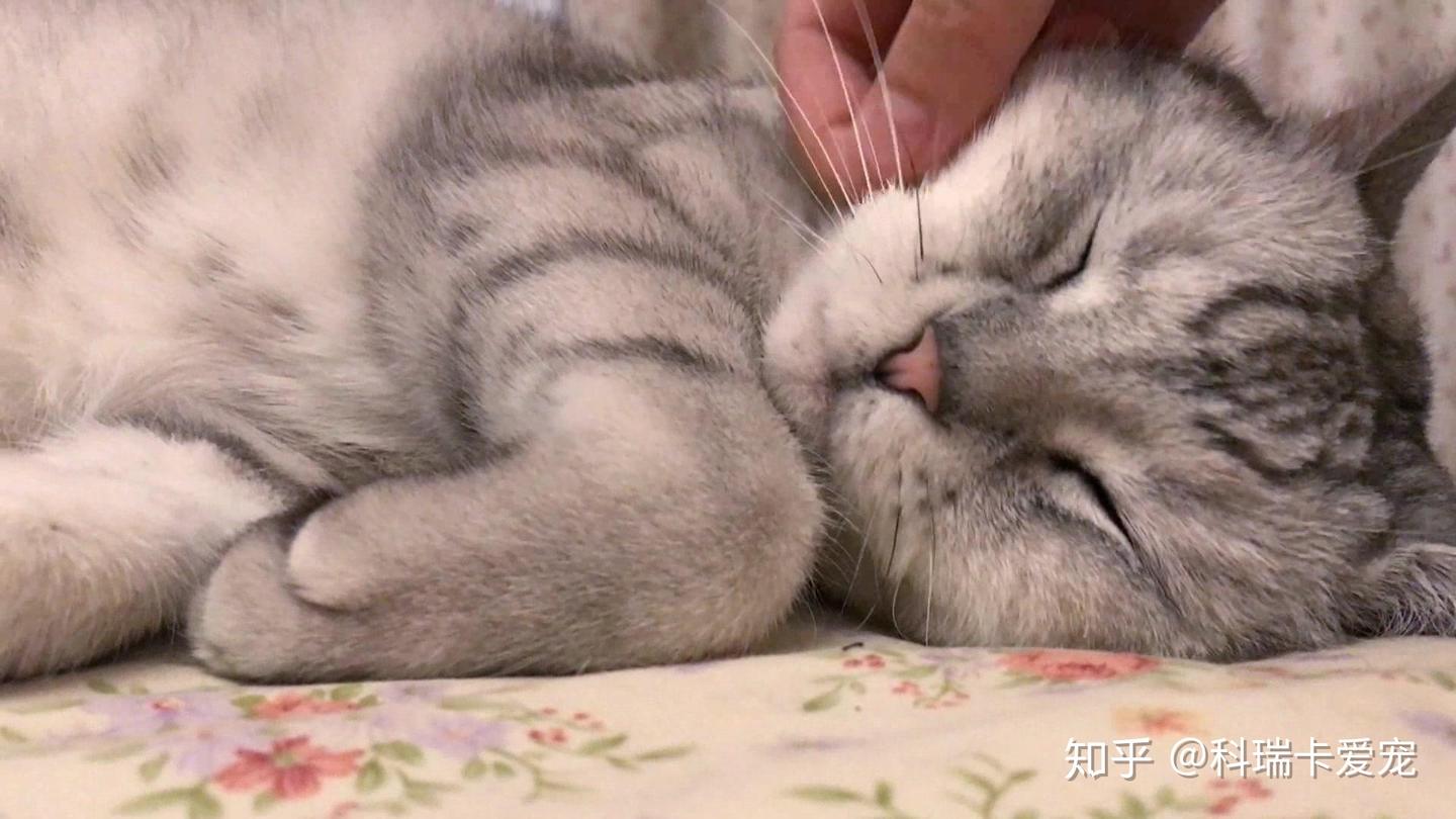 怎么让幼猫安稳的睡觉？「科瑞卡科普」 - 知乎