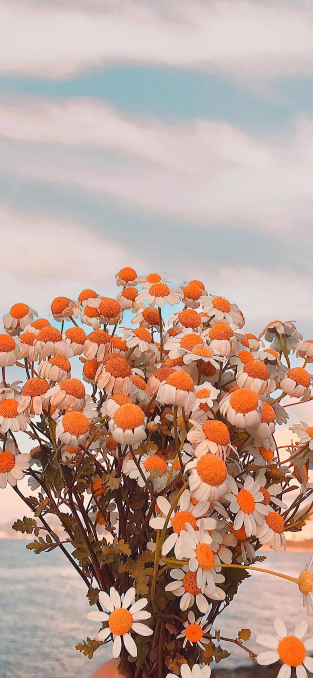 有没有小雏菊壁纸呀? - 知乎