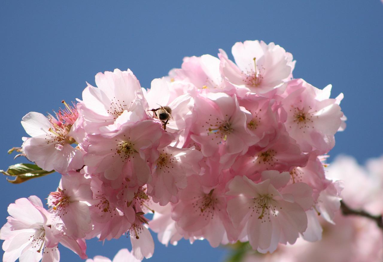 2. 一立方金丝柚