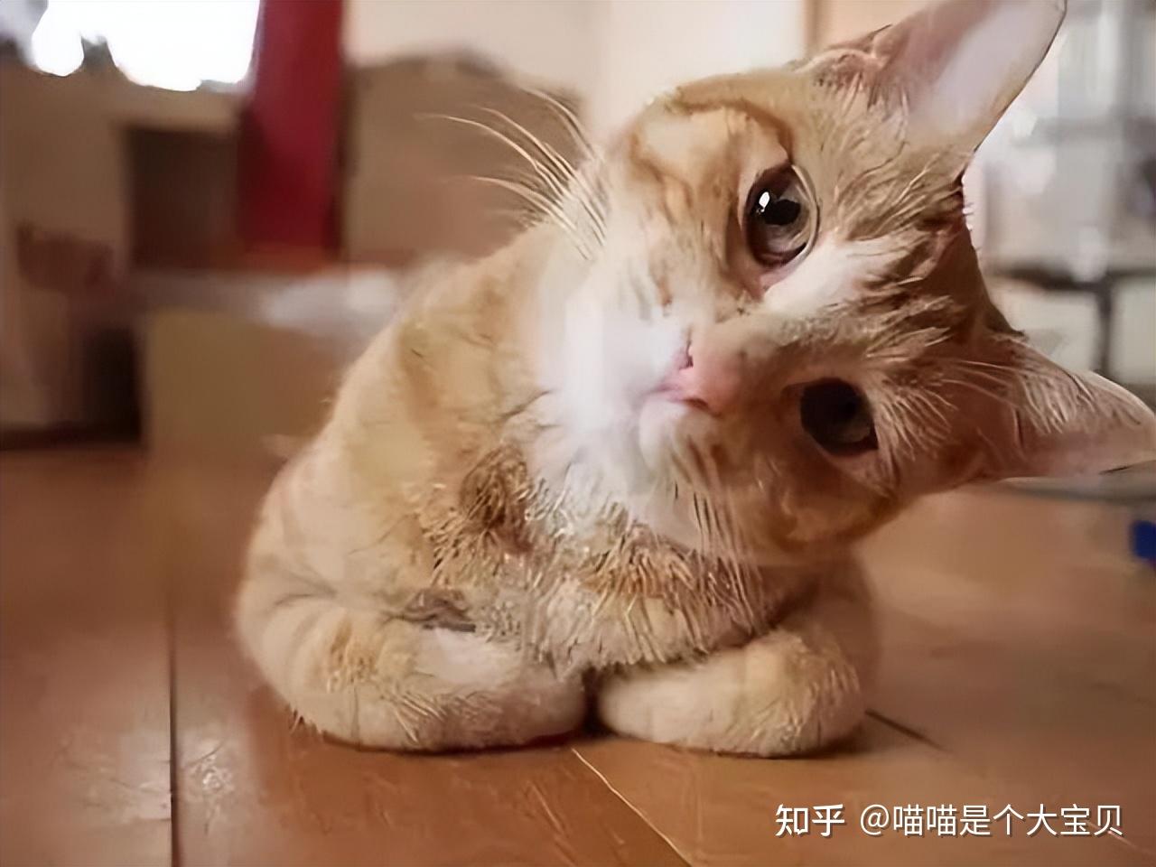 不瞒你说，猫咪“揣手手”，其实是有这些含义 - 知乎