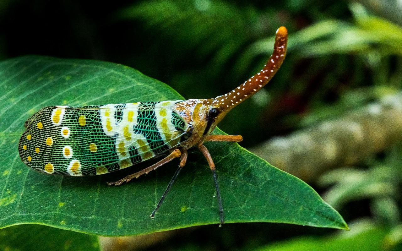 4. 桑天牛灭害技巧