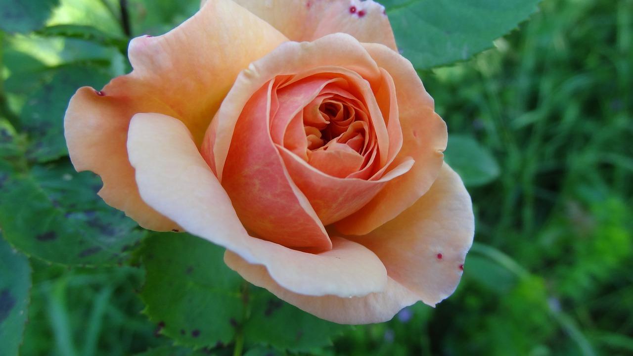 山地玫瑰如何分支