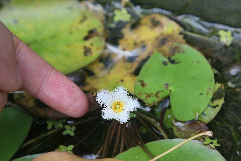 龙潭莕菜,摄于台湾后面一片采光较差的地方,打算放花架,用小盆种一些