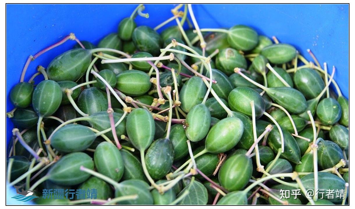 野西瓜是山柑科山柑属植物,学名刺山柑,别名:勾刺槌果藤,老鼠瓜,槌果