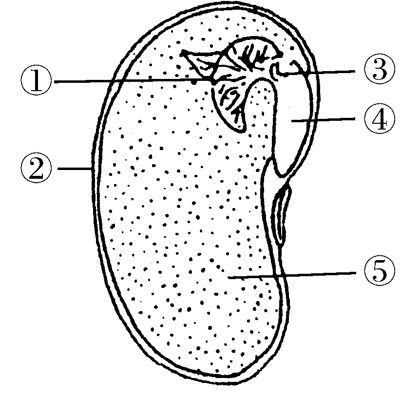 菜豆种子内部结构图片