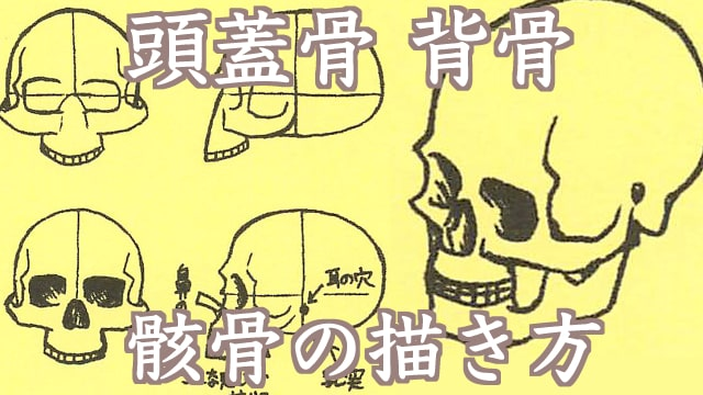 怎么画人体骨架骨骼?教你人物颅骨头盖骨的绘制方法!