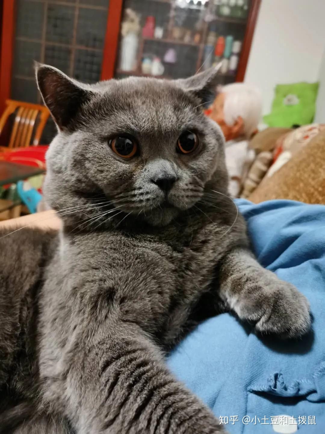 吸猫福利猫主子怎么可以这么可爱