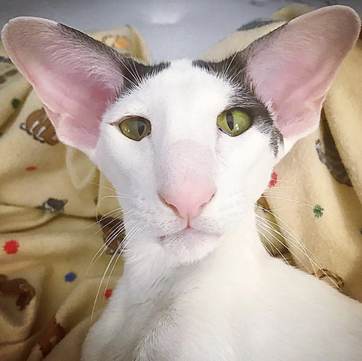 吸猫大会东方短毛猫teddy