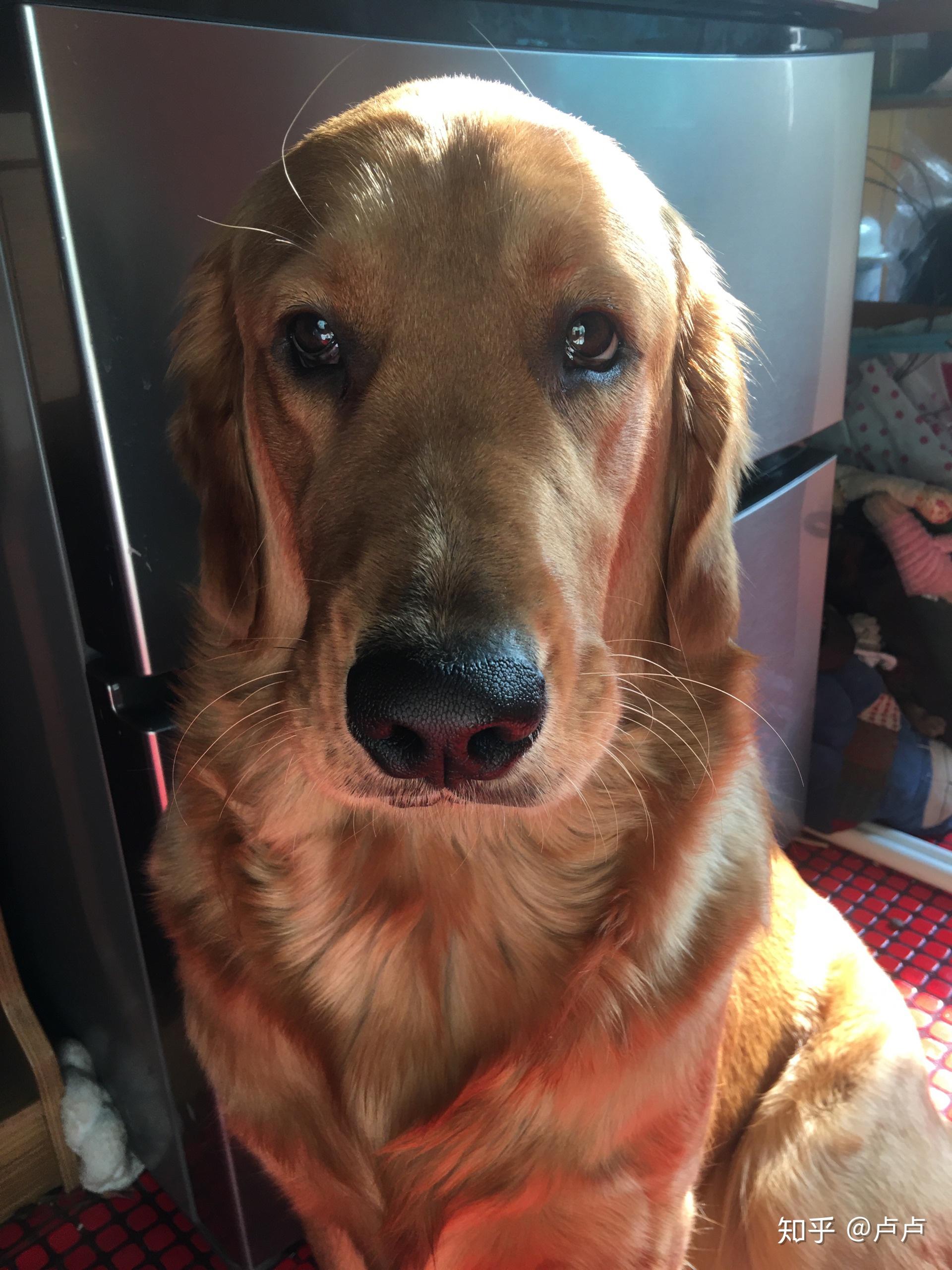 请问这是纯种金毛吗?为什么耳朵看起来很不一样?