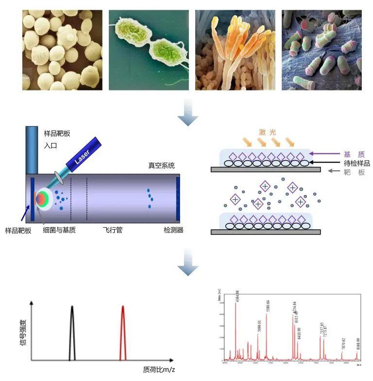 鉴“微”知“株”丨MALDI-TOF MS，几分钟完成菌种“身份识别” - 知乎