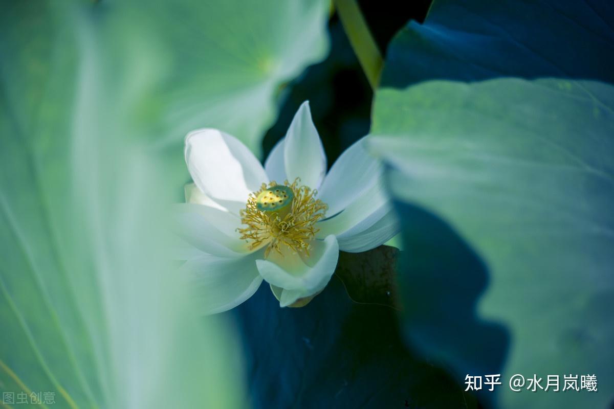 思念是微雨裡的落花是枕上輾轉相伴的輕寒