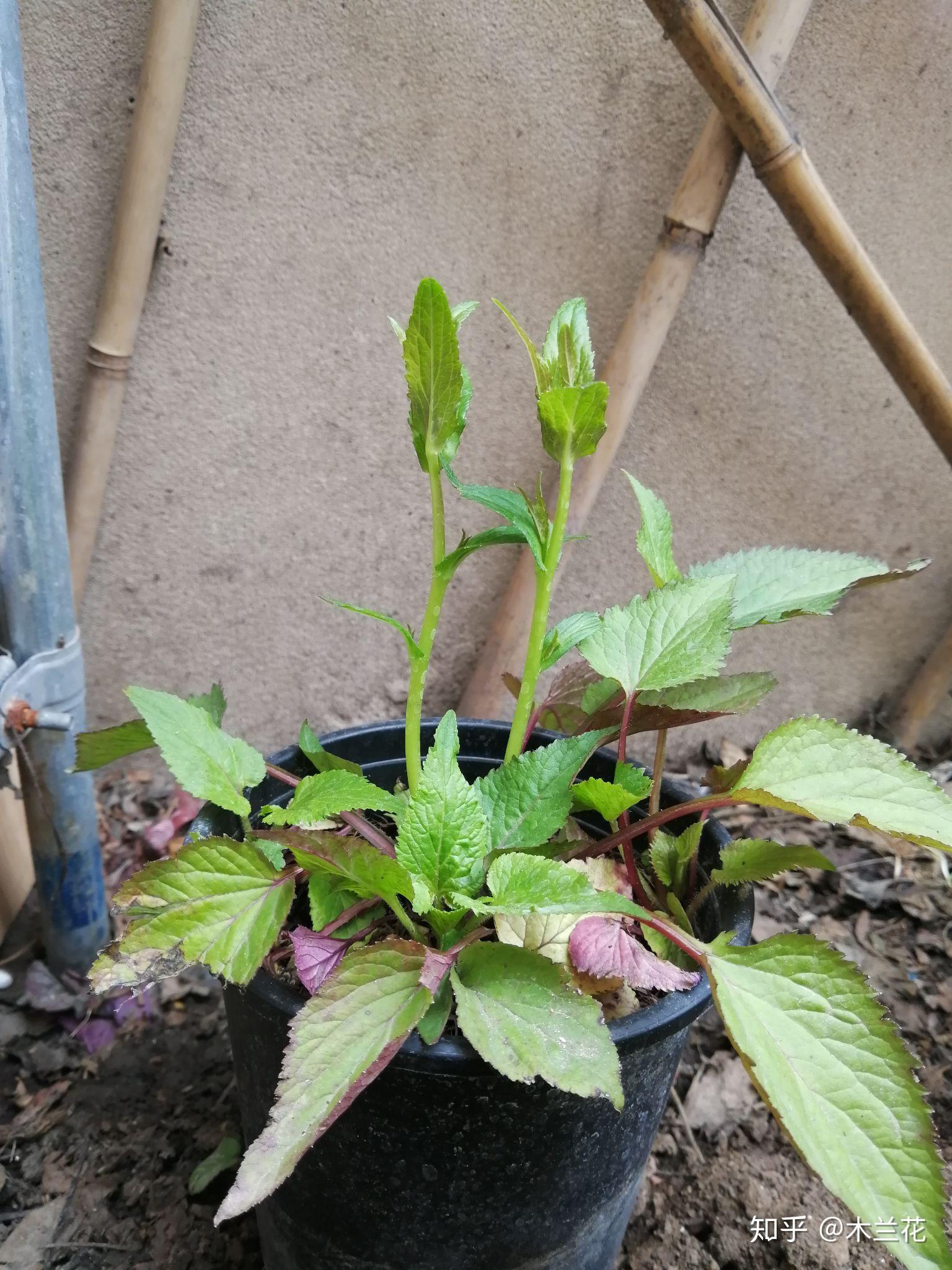 花朵們都在孕育筋骨草落新婦各種石竹花紫斑風鈴草金魚草大濱菊報春