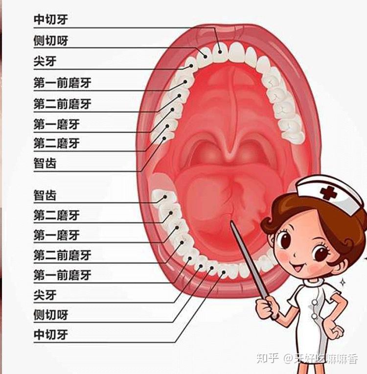 牙齿有什么作用怎么去保护