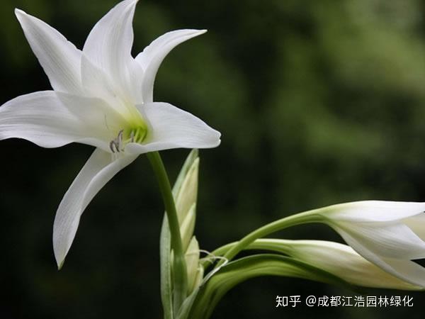 百合花的球茎怎么保存 乌克兰撤侨飞机遭劫持 拜登称美国会有女总统