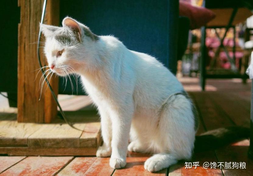 最“听话”的6种猫咪，主人说“东”绝不会往“西”！ - 知乎